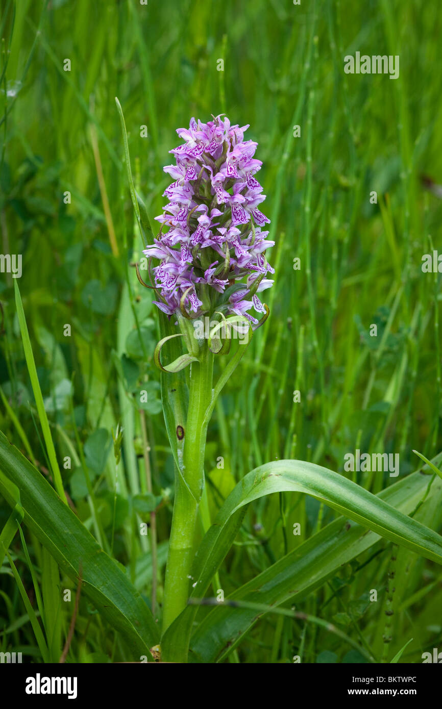 Habitus van Vleeskleurige orchis in een moerasgebied in Twente. Stock Photo