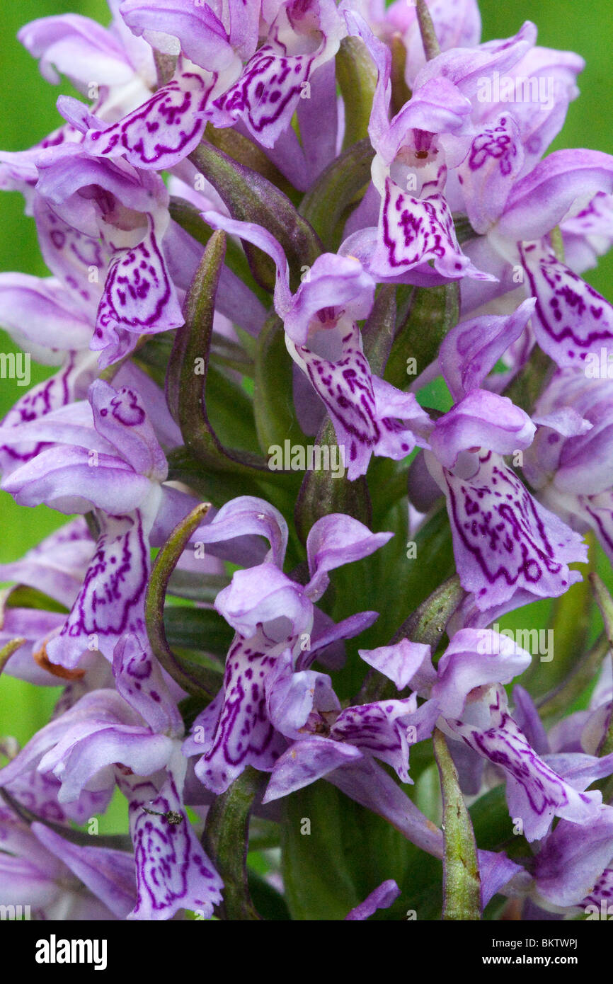 Detailopname van de bloemen van Vleeskleurige orchis. Stock Photo