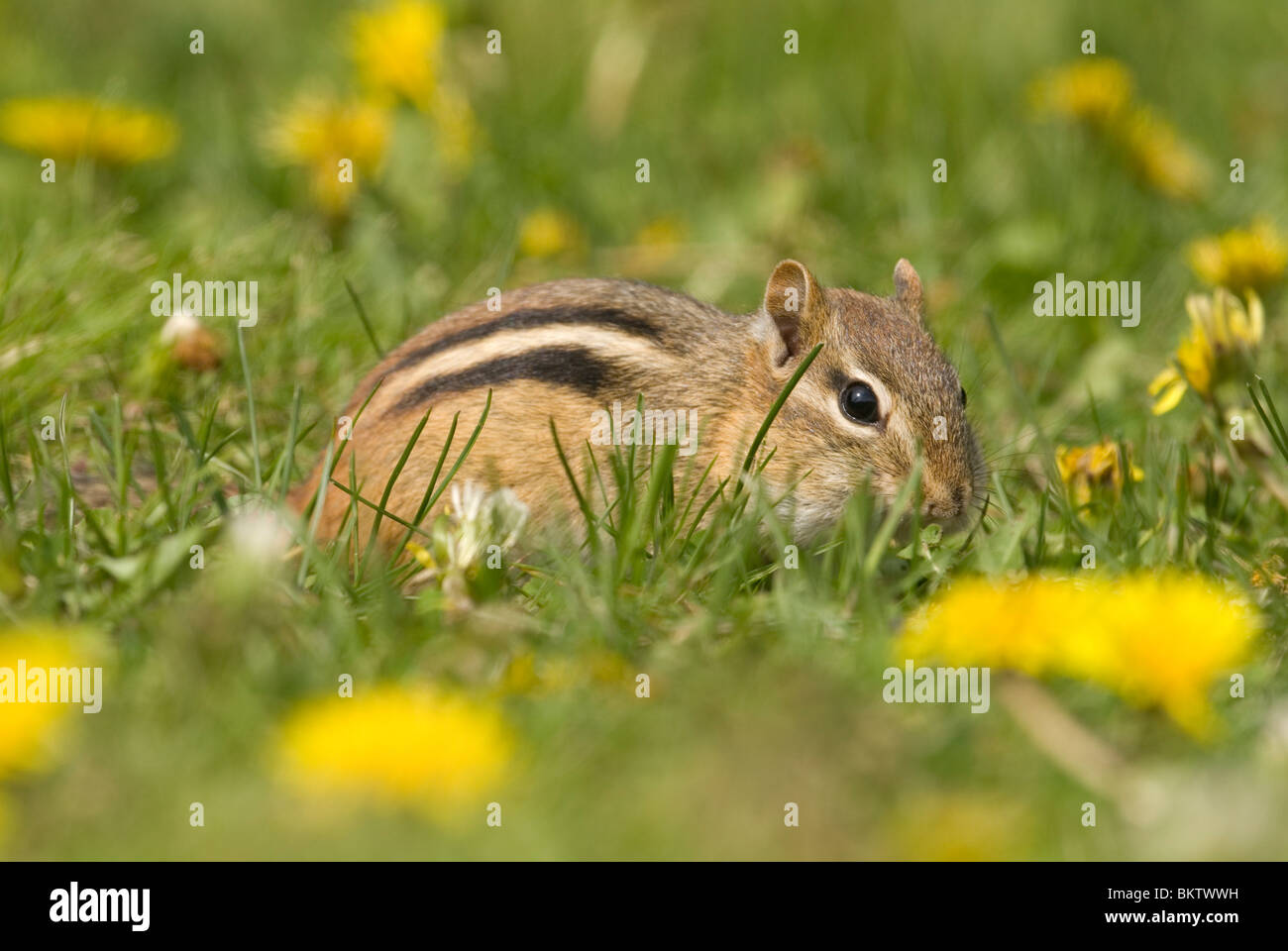 An Eastern Chipmunk sitting in the grass. Stock Photo