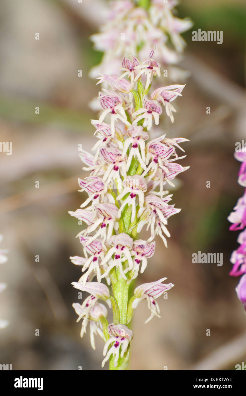 Israel, wild orchid Orchis saccata Stock Photo