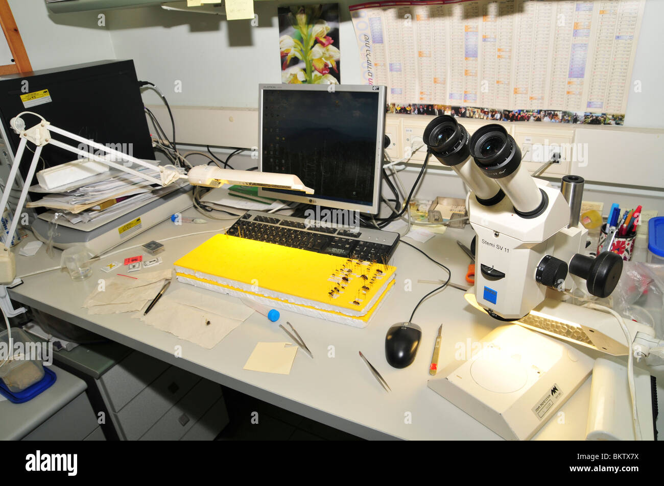 Insect collection and optical microscope Stock Photo