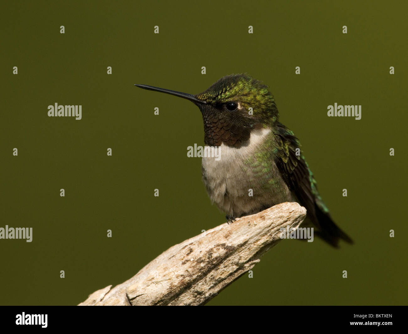 Een mannetje Robijnkeelkolibrie zittend op een tak.A Ruby-throated Hummingbird sitting on a branch. Stock Photo