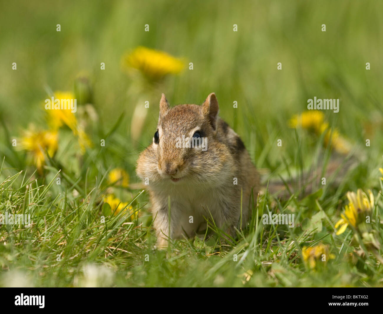 A Eastern Chipmunk sitting in the grass. Stock Photo