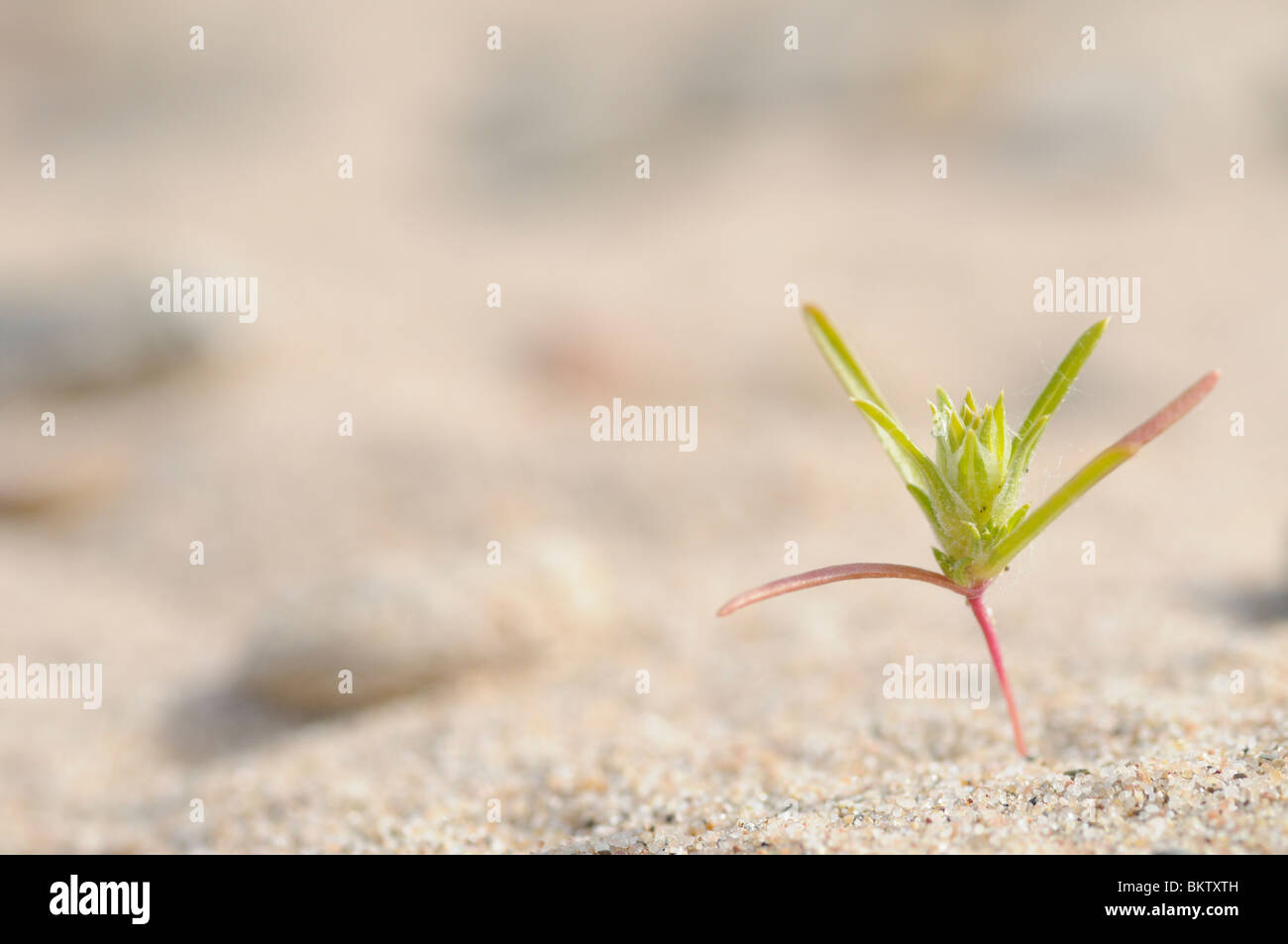 Kiemplant van Smal Vlieszaad op een zandstrandje van de Rijn; Young plant of Siberian bugseed growing on a sandy beach of the river Rhine Stock Photo