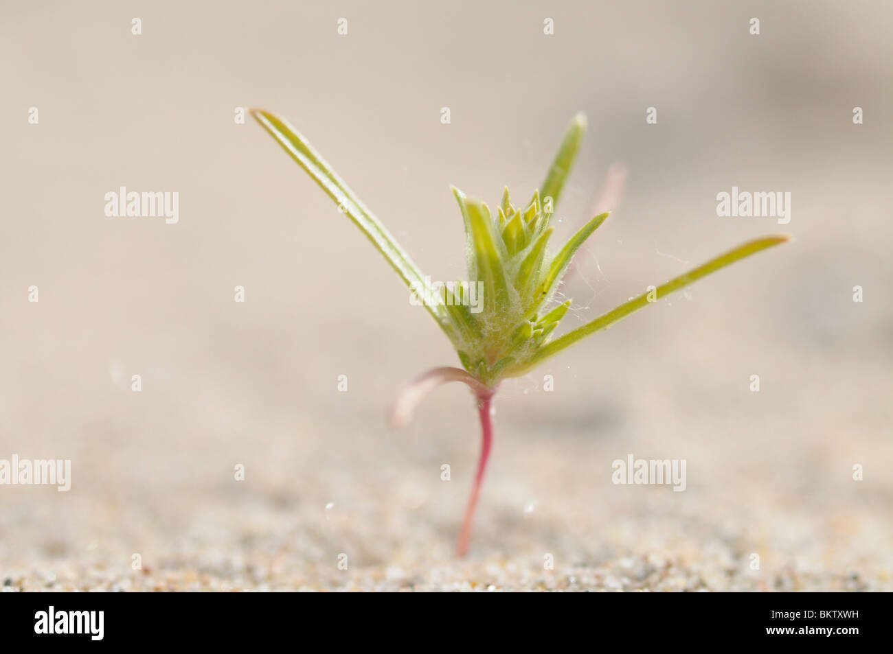 Kiemplant van Smal Vlieszaad op een zandstrandje van de Rijn; Young plant of the Siberian bugseed growing on a sandy beach of the river Rhine Stock Photo