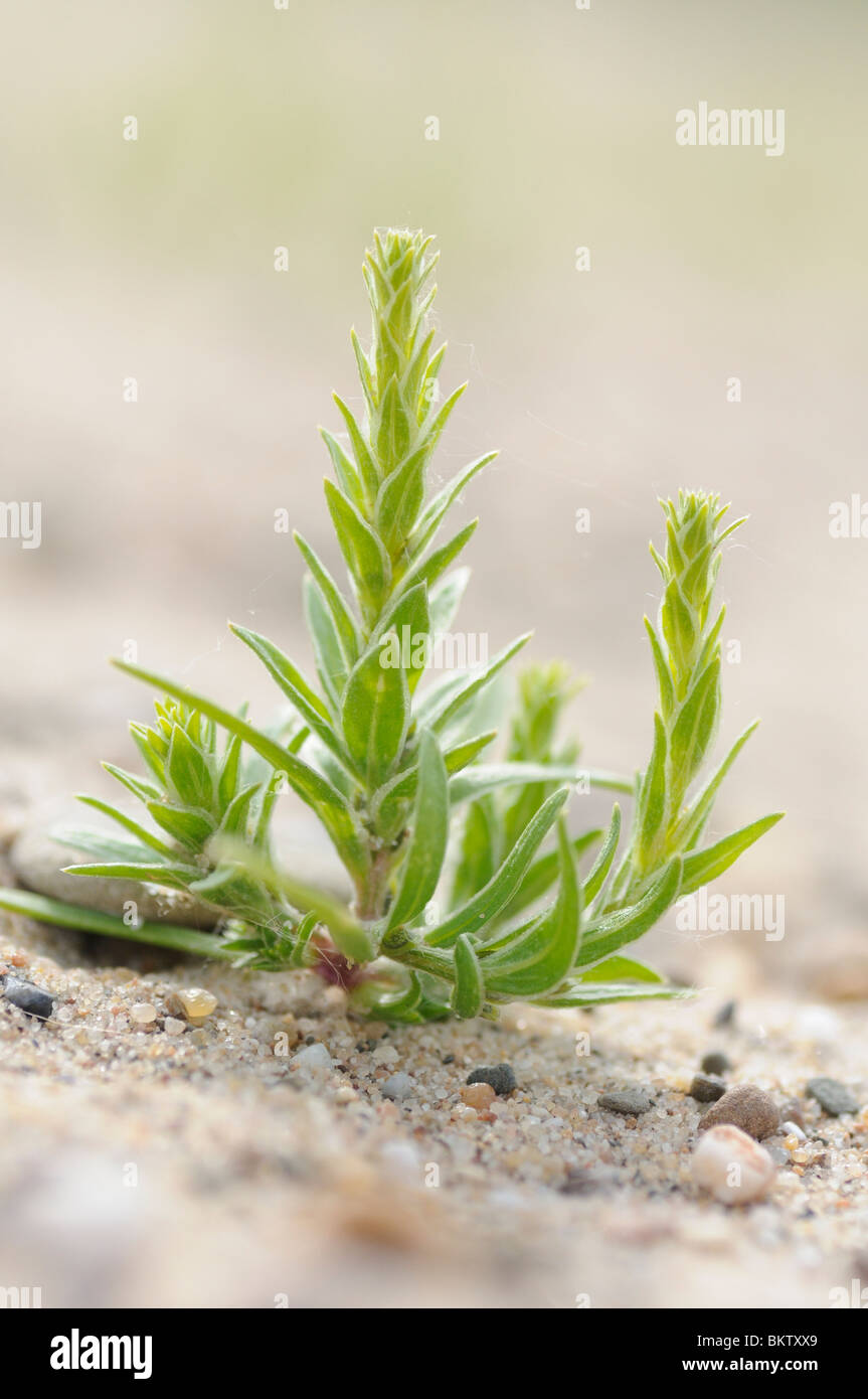 Jonge plant van Smal Vlieszaad op een zandstrandje van de Rijn; Young plant of the Siberian bugseed growing on a sandy beach of the river Rhine Stock Photo
