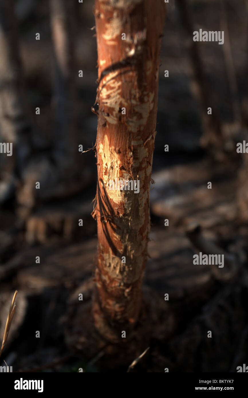 Rabbit damage, showing scratch marks on woody stem Stock Photo Alamy