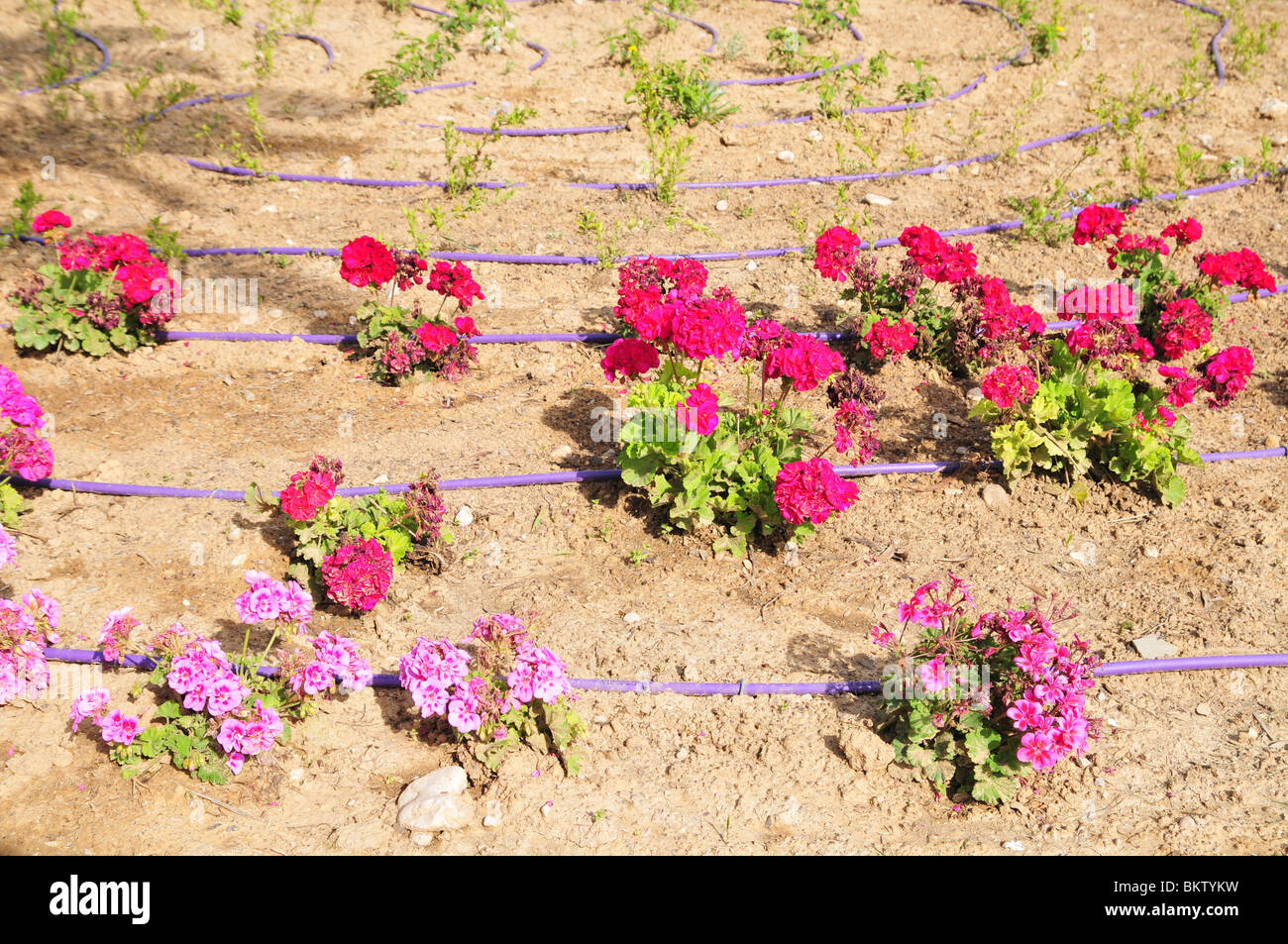 Israel, Drip irrigation in a park Stock Photo Alamy