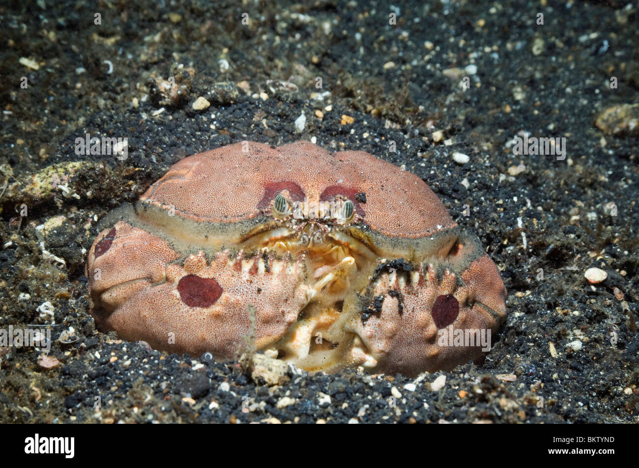 Box crab (Calappa sp.).  Lembeh Strait, North Sulawesi, Indonesia. Stock Photo