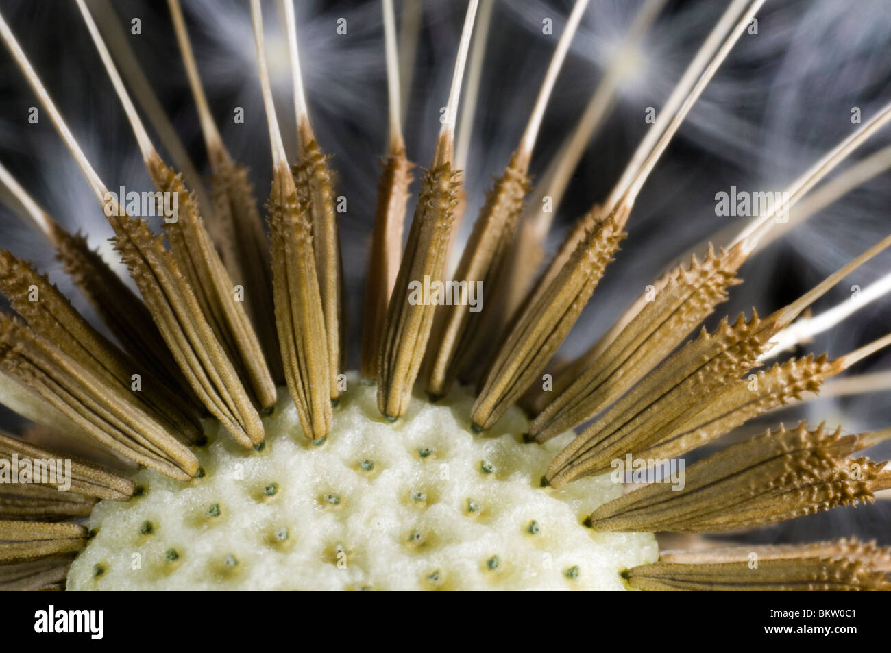 Dandelion clock, close up, showing how the seeds connect to the seed