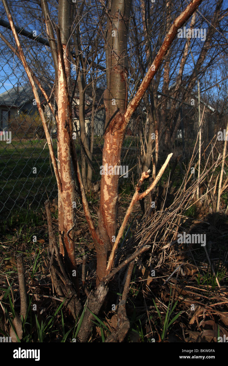 Rabbit damage on woody plant stem Stock Photo Alamy