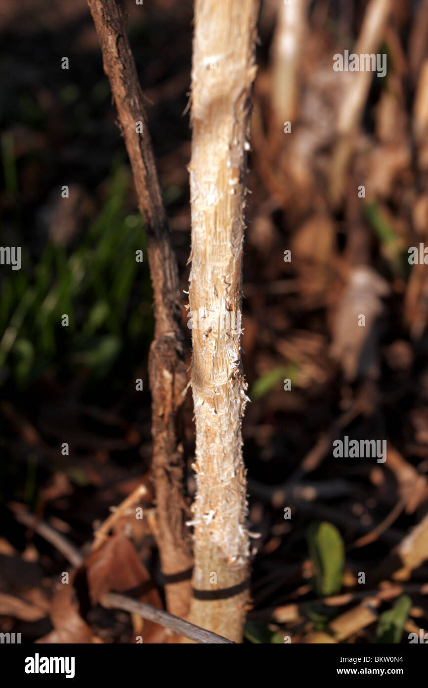 Rabbit damage on woody plant stem Stock Photo Alamy