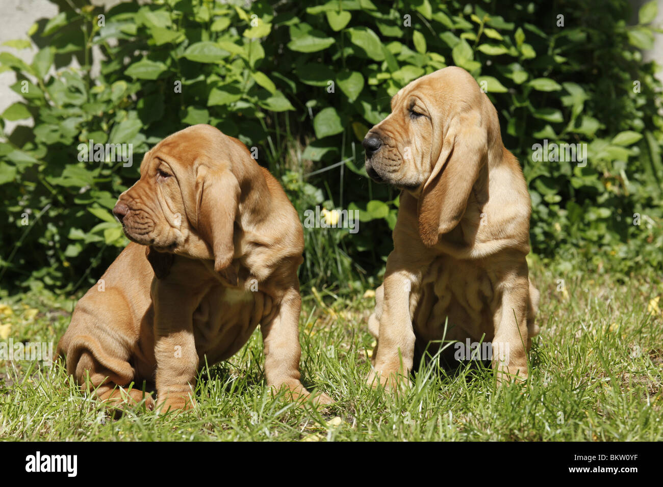 sitzender Bluthund Welpe / sitting Bloodhound Puppy Stock Photo