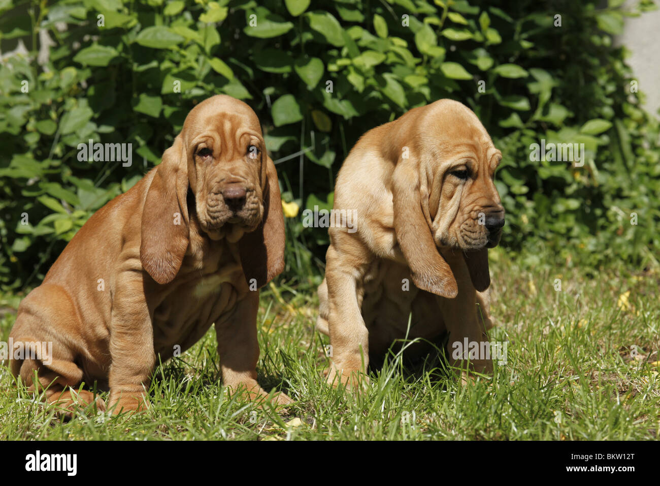 sitzender Bluthund Welpe / sitting Bloodhound Puppy Stock Photo