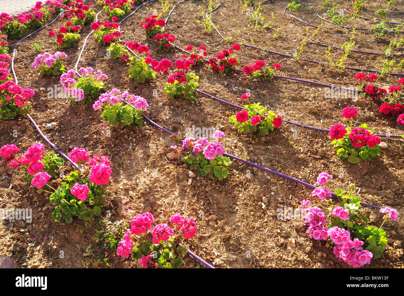 Israel Drip Irrigation In A Park Stock Photo Alamy