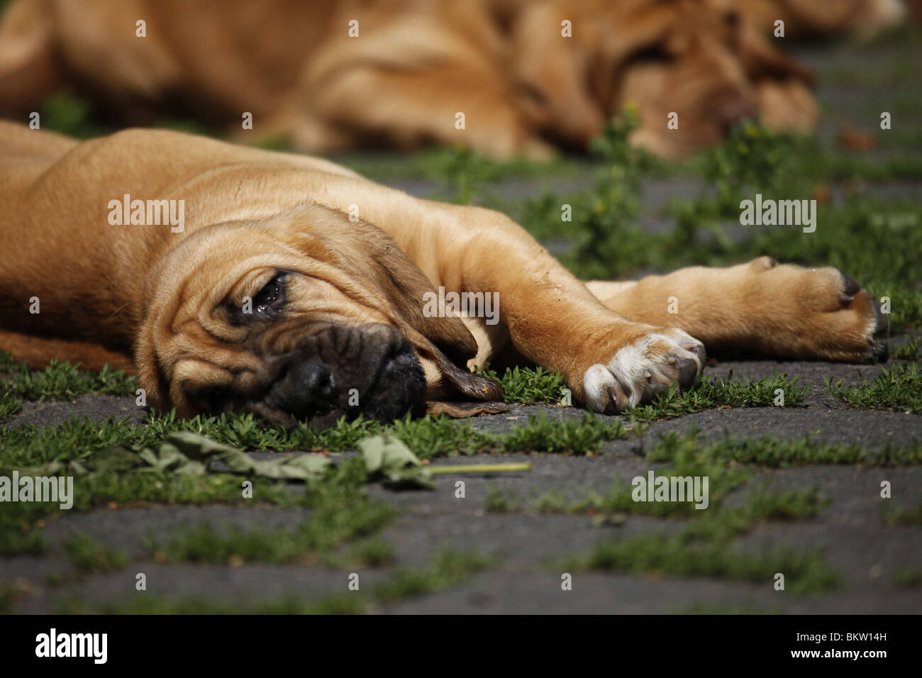 liegender Bluthund Welpe / lying Bloodhound Puppy Stock Photo