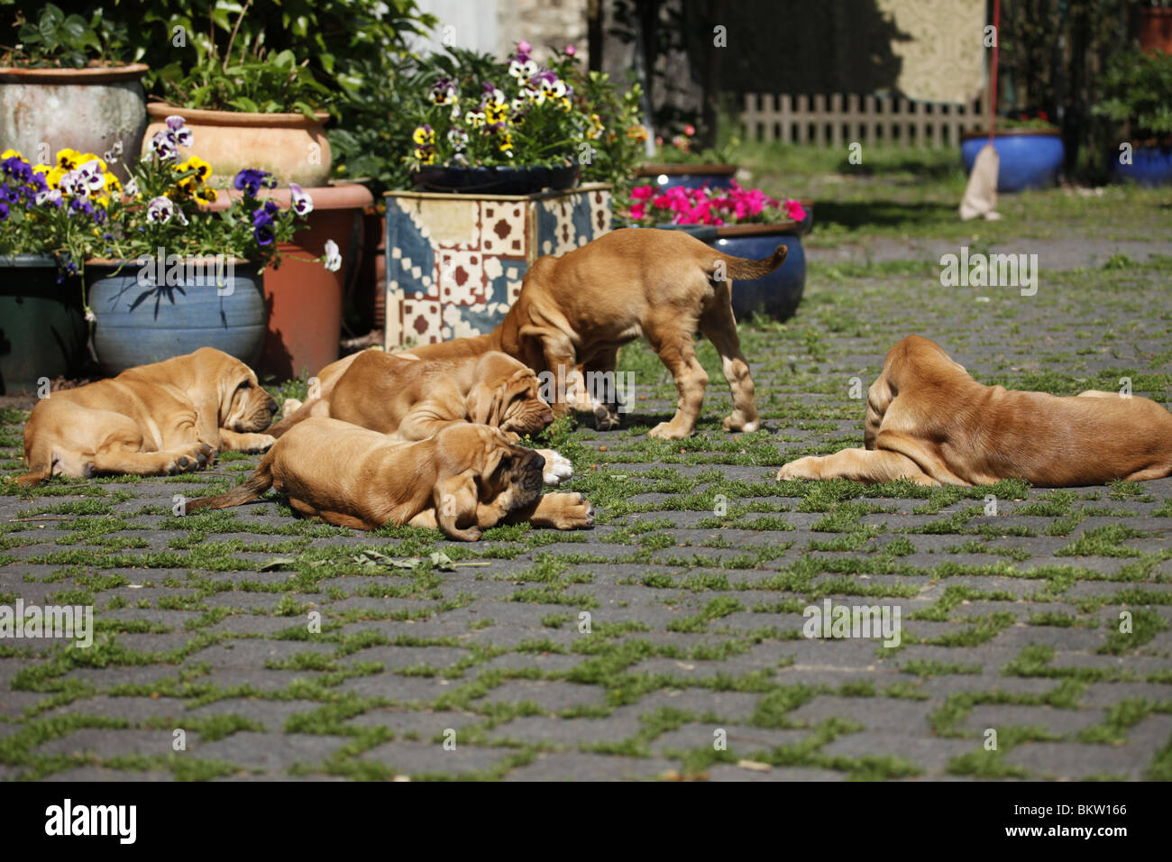Bluthunde Welpen / Bloodhound Puppies Stock Photo