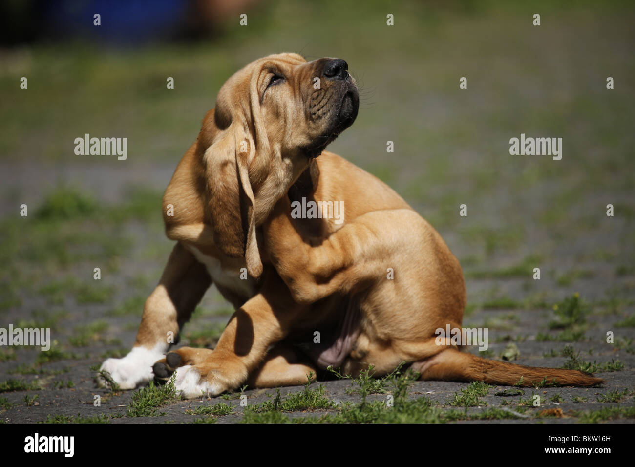 Bluthund juckt sich / itching Bloodhound Stock Photo