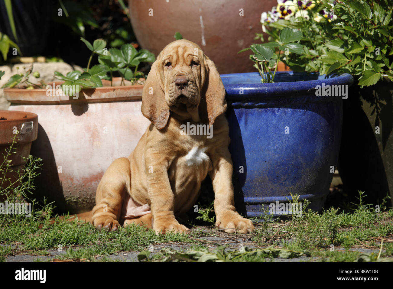 sitzender Bluthund Welpe / sitting Bloodhound Puppy Stock Photo