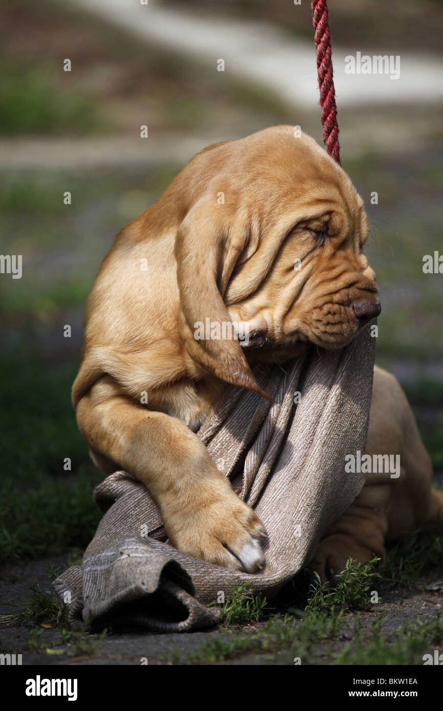 Bluthund Welpe / Bloodhound Puppy Stock Photo