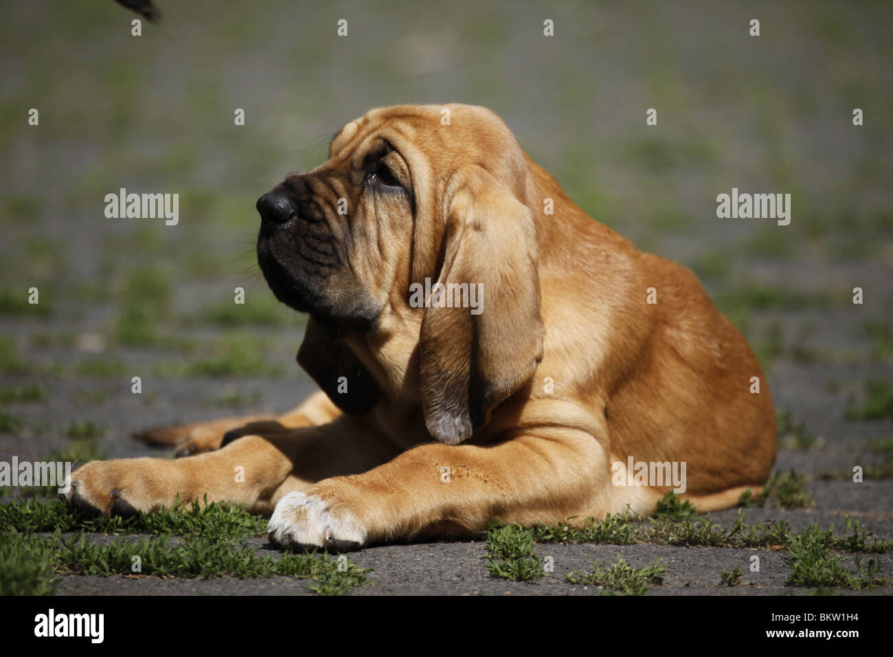 liegender Bluthund Welpe / lying Bloodhound Puppy Stock Photo
