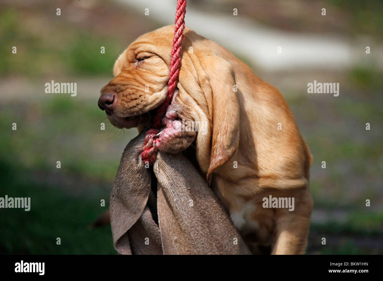 Bluthund Welpe Portrait / Bloodhound Puppy Portrait Stock Photo