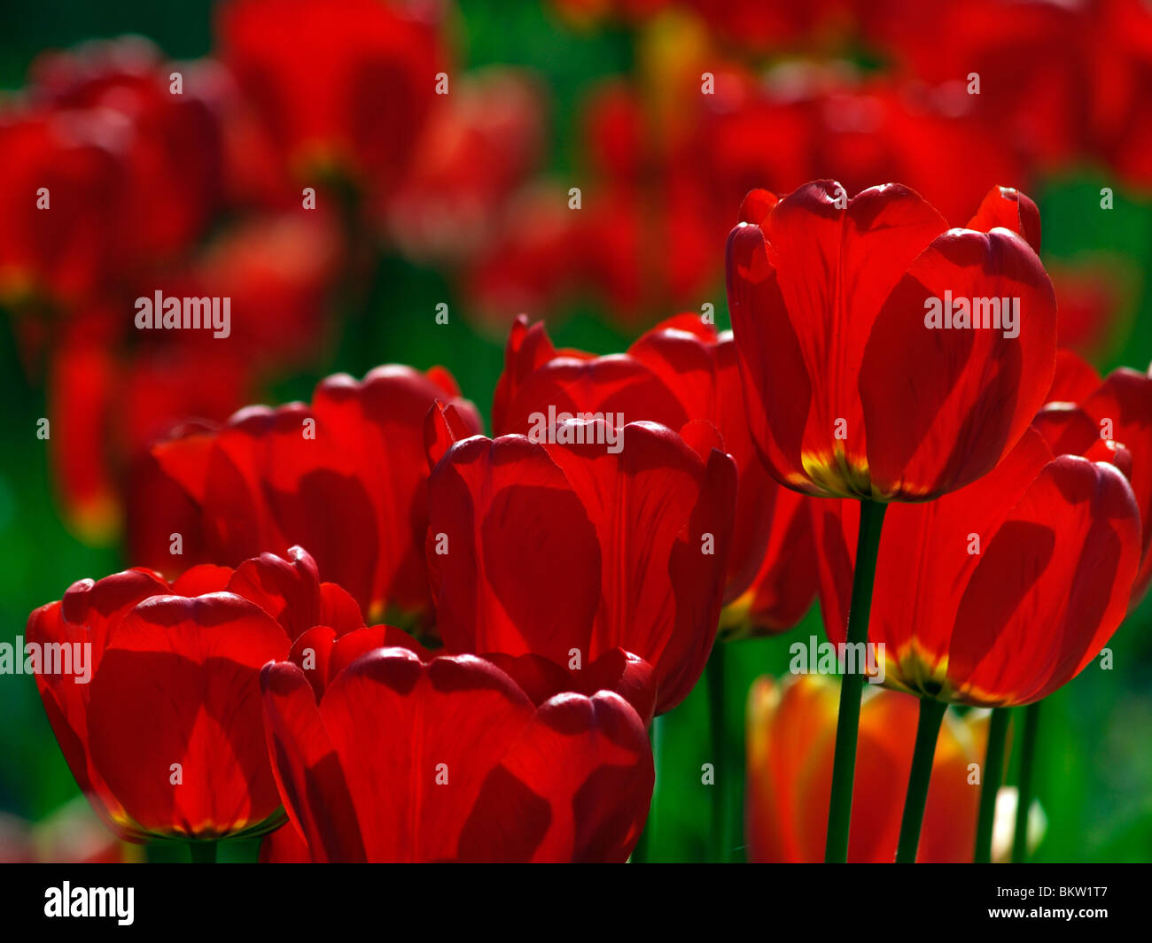 Tulips flower field in sunset hi-res stock photography and images - Alamy