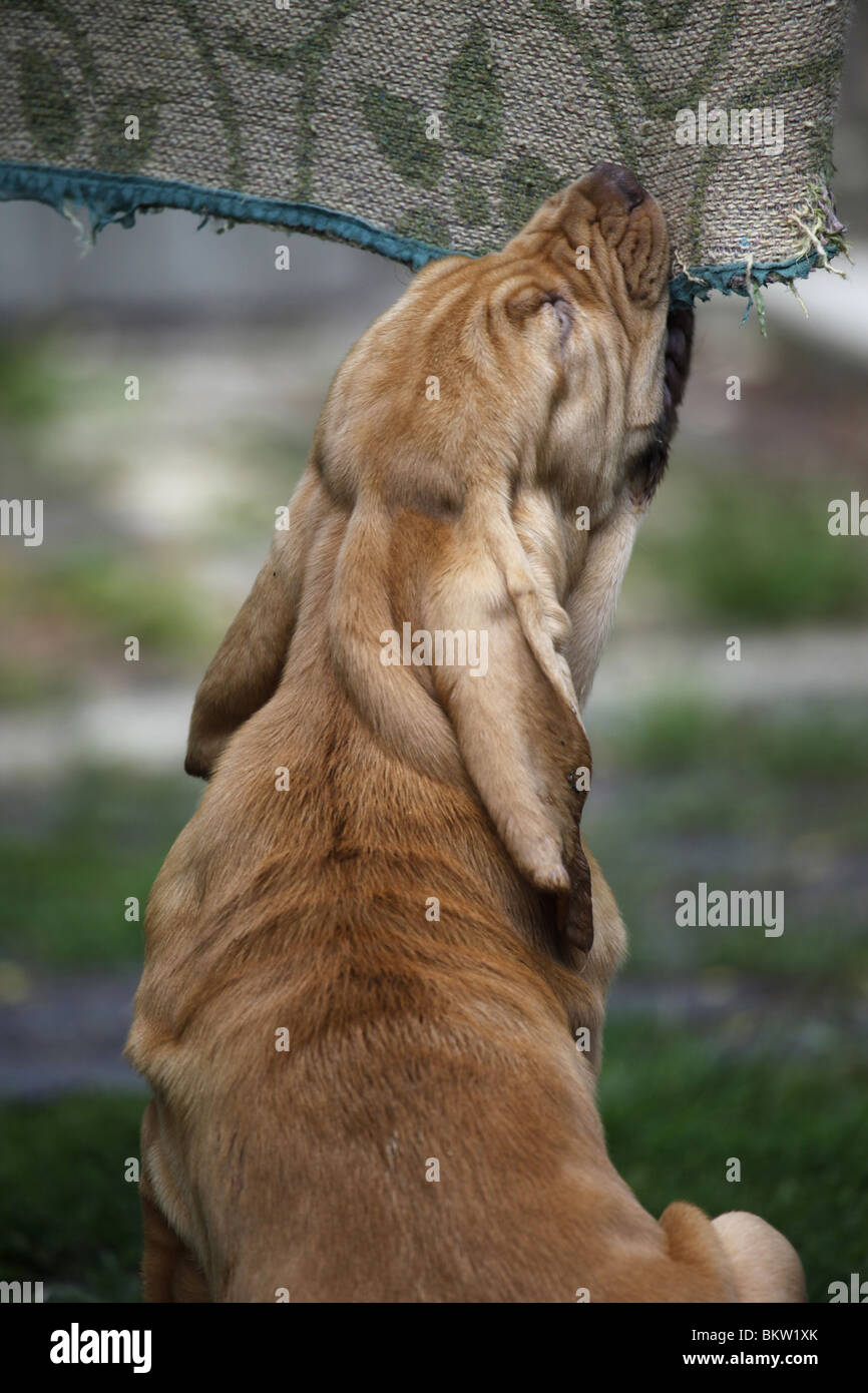 Bluthund Welpe / Bloodhound Puppy Stock Photo