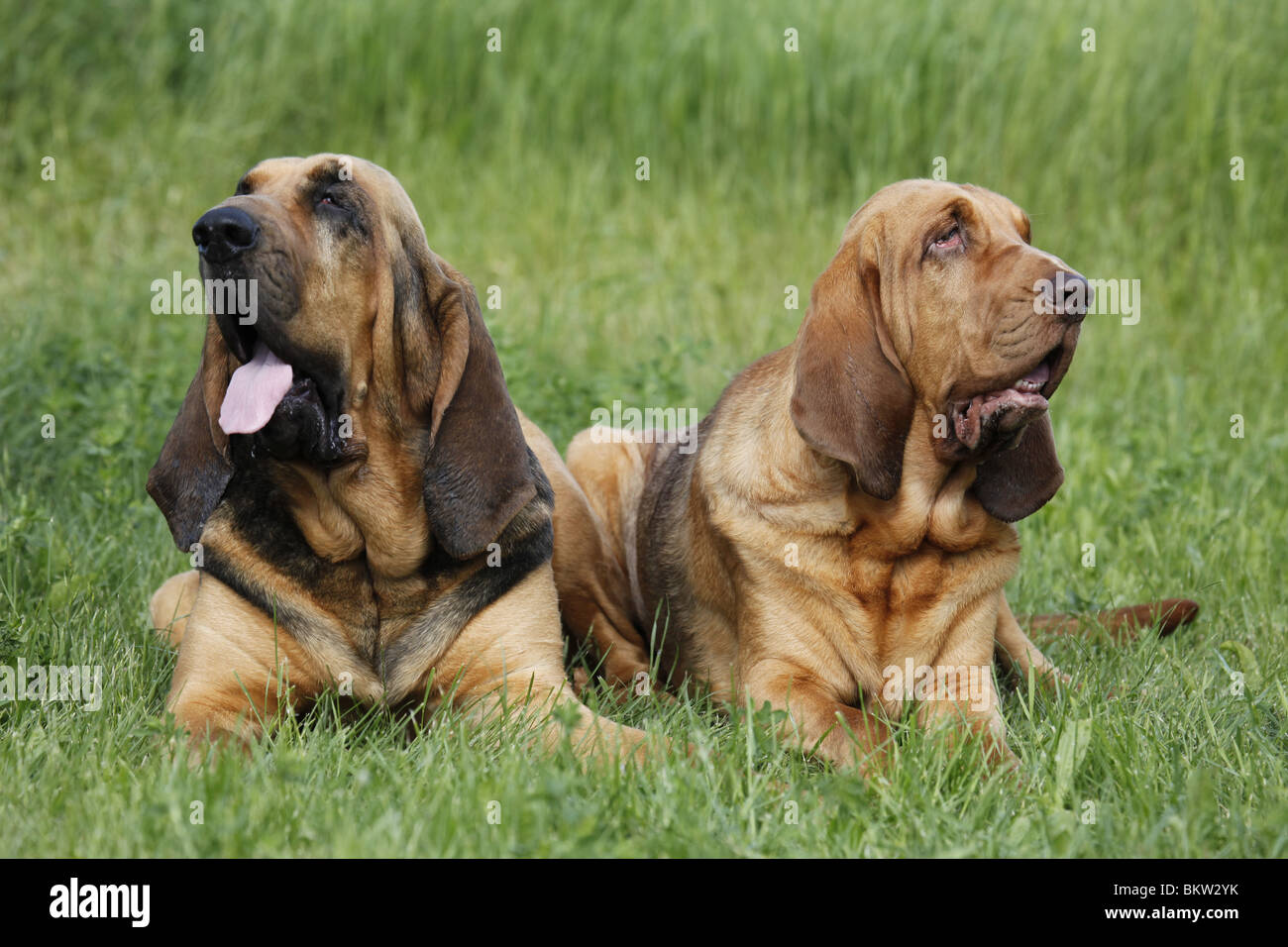 Bluthund auf Wiese / Bloodhound on meadow Stock Photo