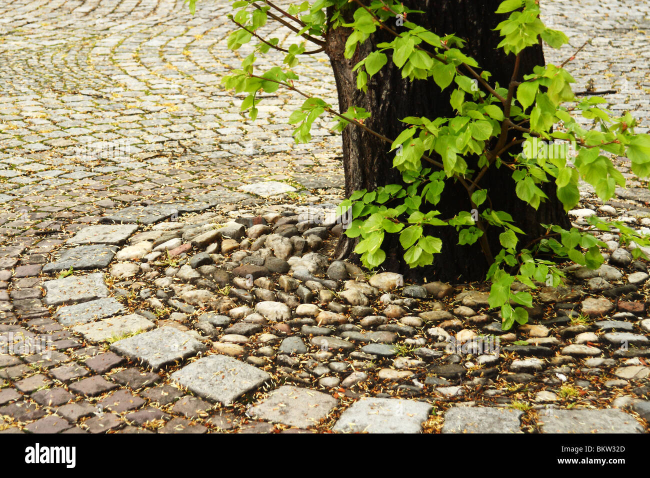 Tree trunk and fresh leaves in a city pavement. Stock Photo