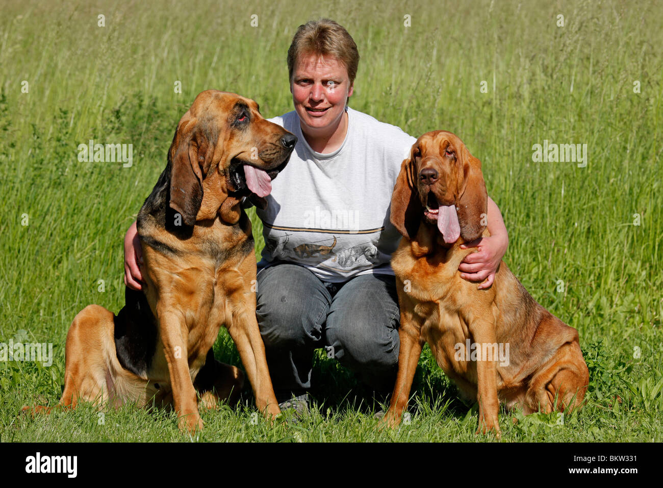 sitzender Bluthund / sitting Bloodhound Stock Photo