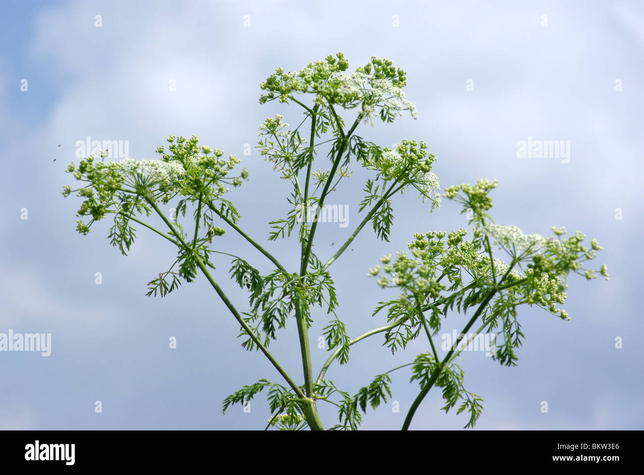 Schermbloemen van gevlekte scheerling als giftig plant in blauwe lucht met wolken Stock Photo