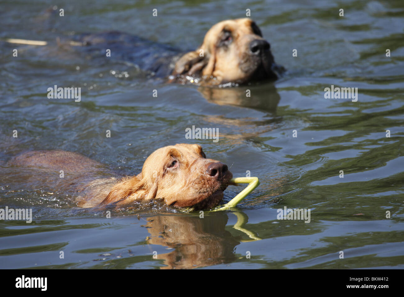 schwimmender Bluthund / swimming Bloodhound Stock Photo