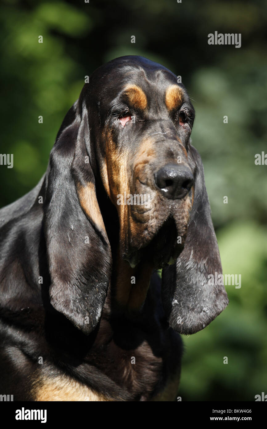 blut hund