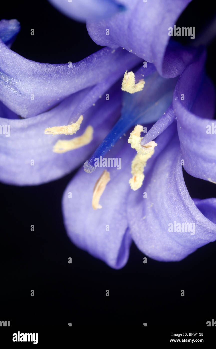 extreme close up of the flower of the spanish bluebell Hyacinthoides hispanica Stock Photo