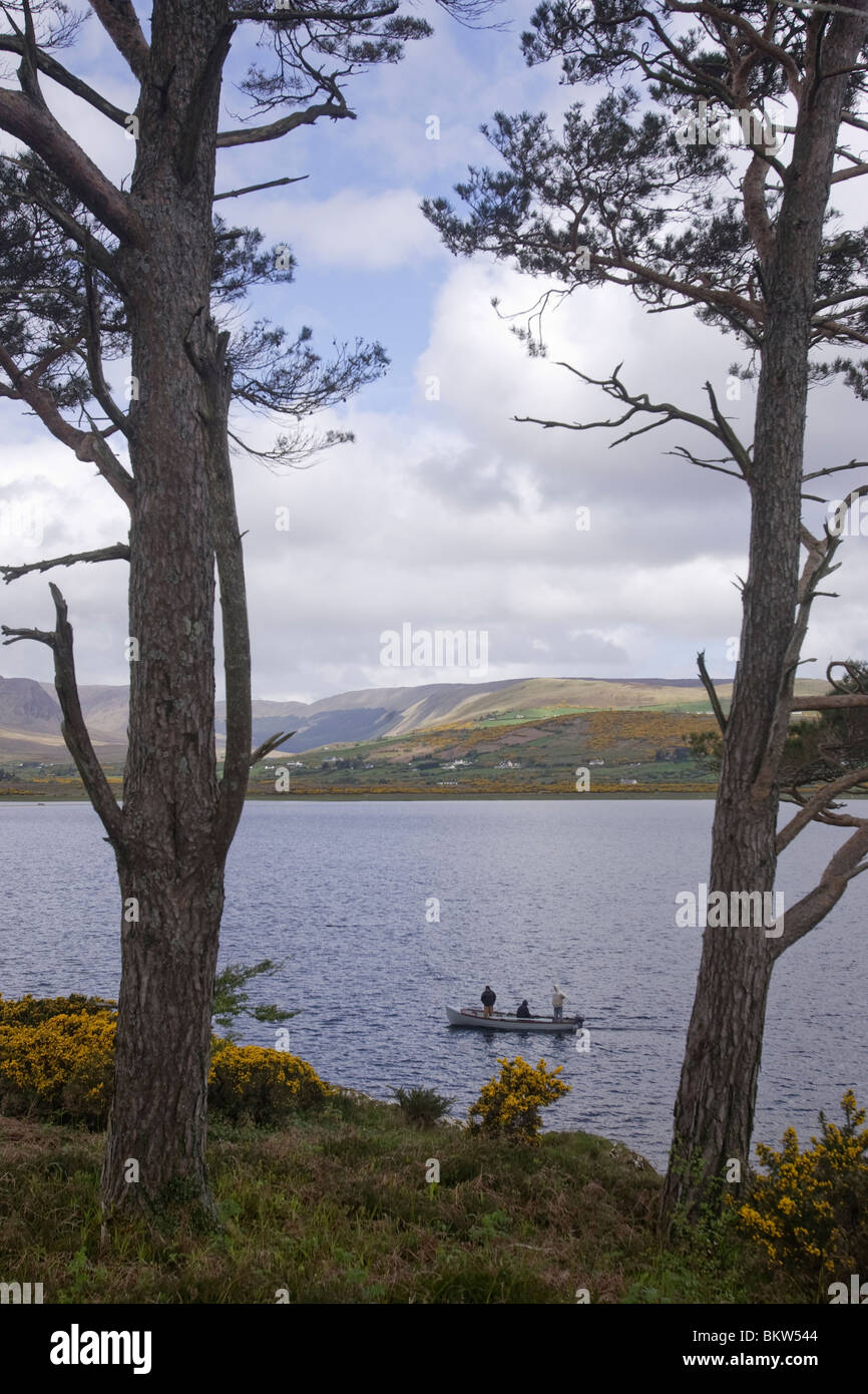 bomen op een eiland in het meer Lough Mask, Ierland; trees on a island in the lake Lough Mask, Ireland Stock Photo