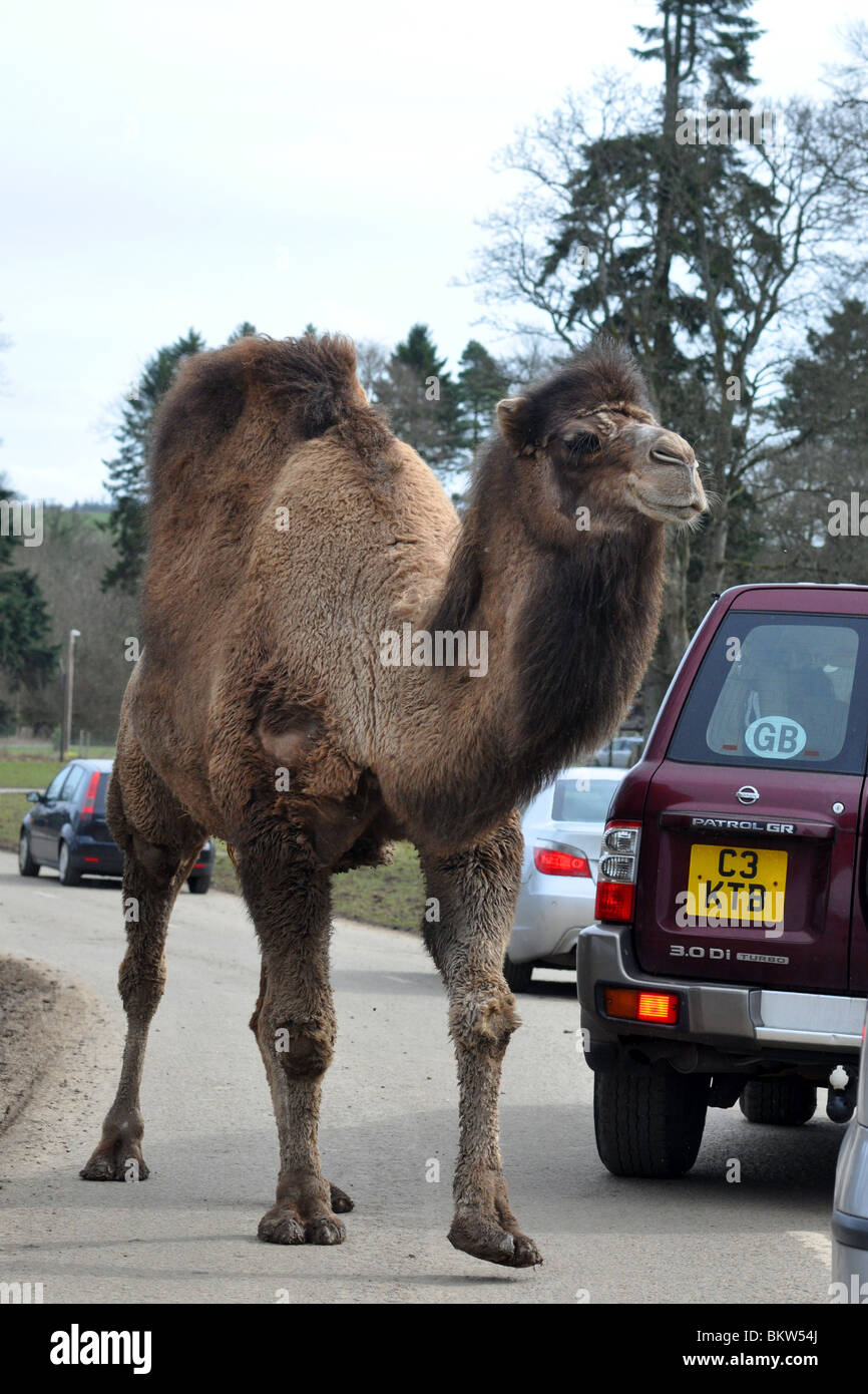 A large camel roams around the cars in a safari park, Scotland Stock Photo