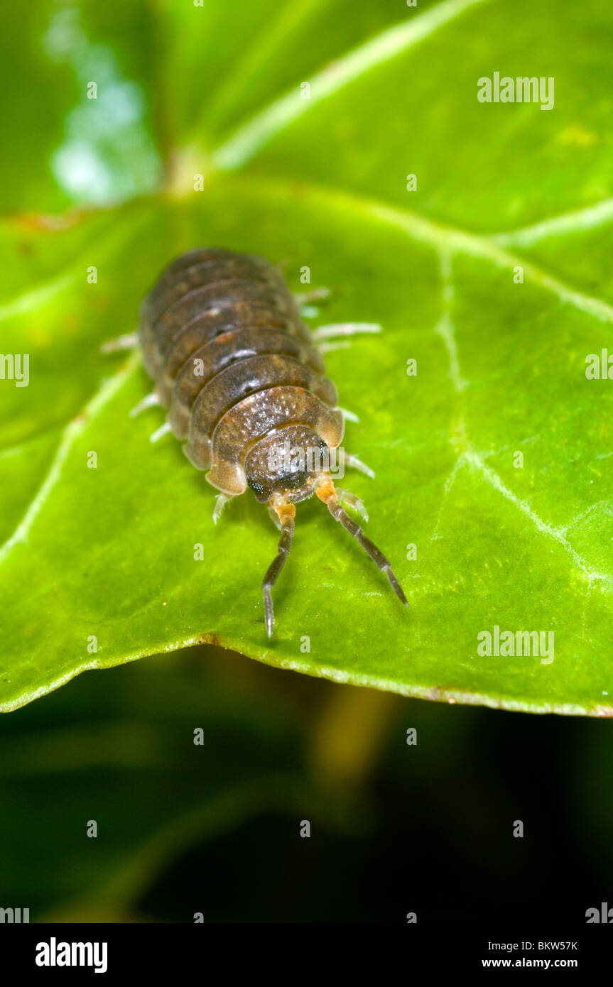 Extreme close up of the common woodlouse (Oniscus asellus) on a leaf Stock Photo