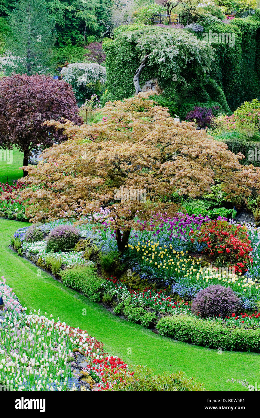 Japanese Maple and Tulips, Sunken Garden, MAY, Butchart Gardens, Spring, Vancouver Island, BC Canada Stock Photo