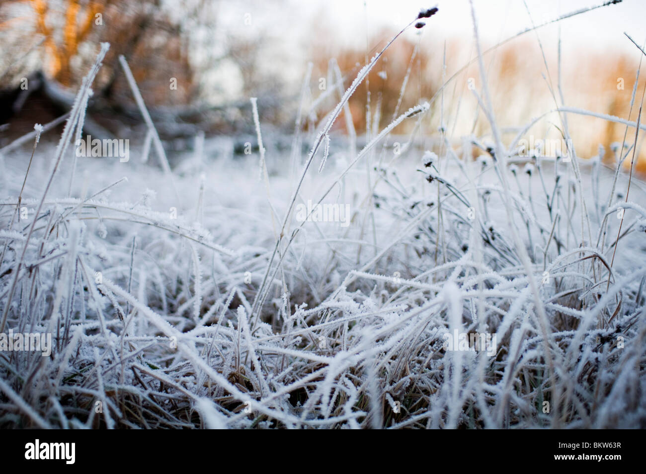 Covered In Frost High Resolution Stock Photography and Images - Alamy
