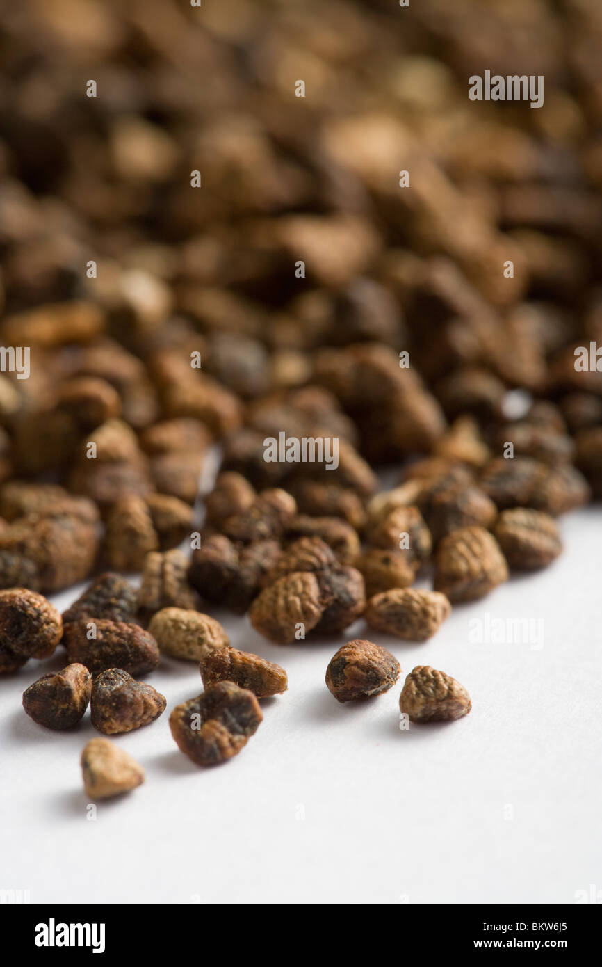 Black cardamom seeds Stock Photo Alamy