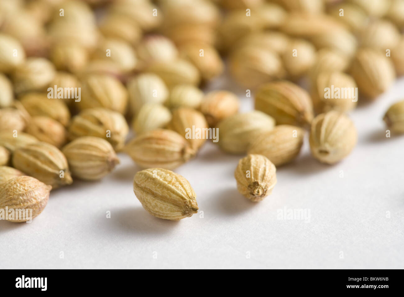 Whole dried coriander seeds Stock Photo Alamy