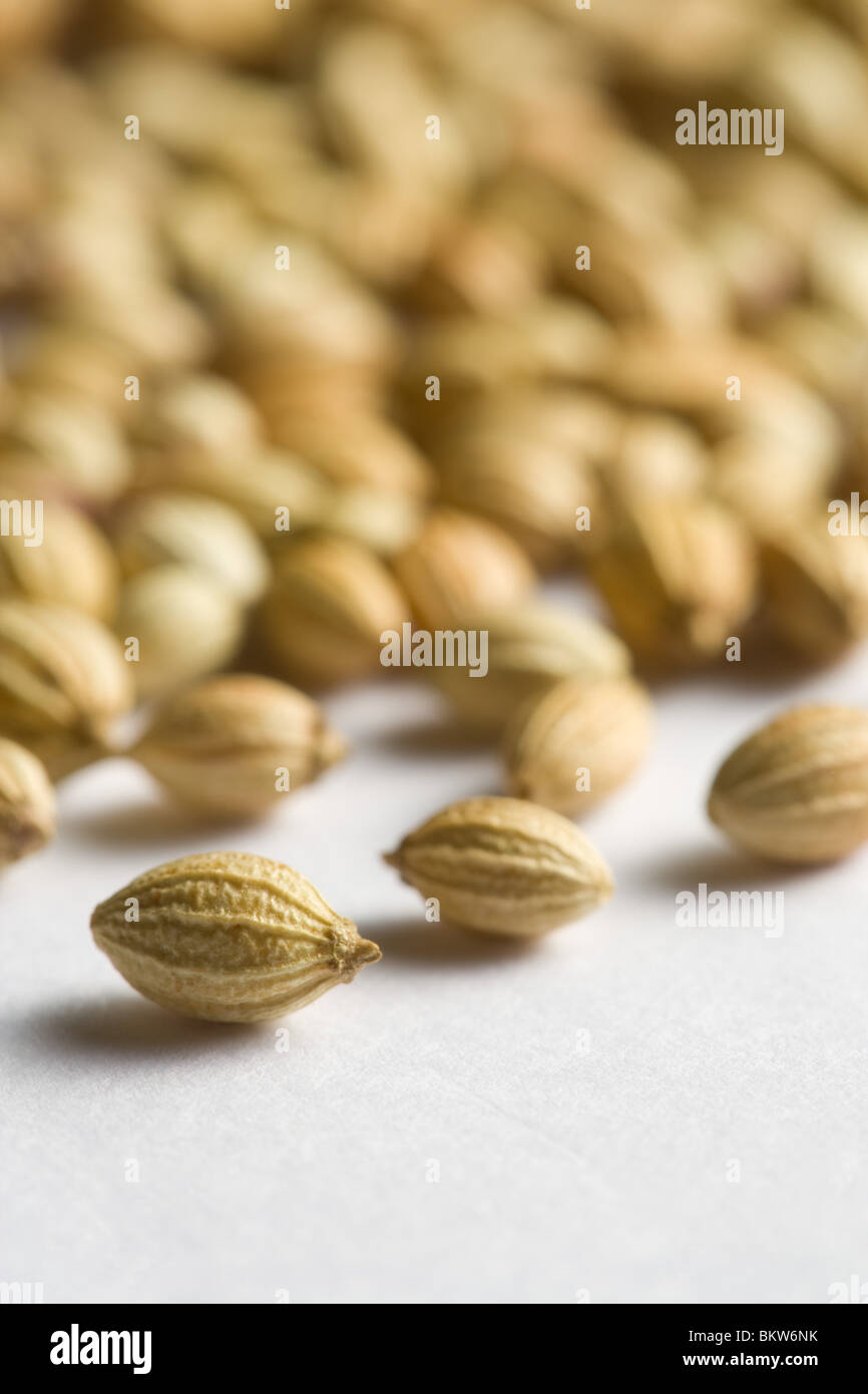 Whole dried coriander seeds Stock Photo Alamy