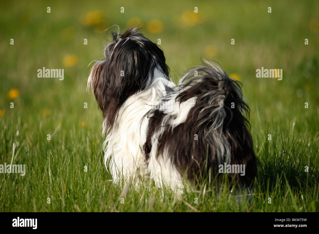 stehender Lhasa Apso / standing Lhasa Apso Stock Photo - Alamy