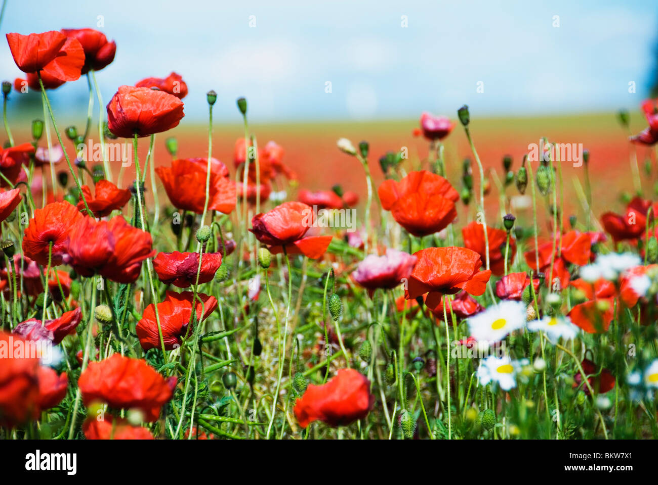 A lot of flowers Stock Photo