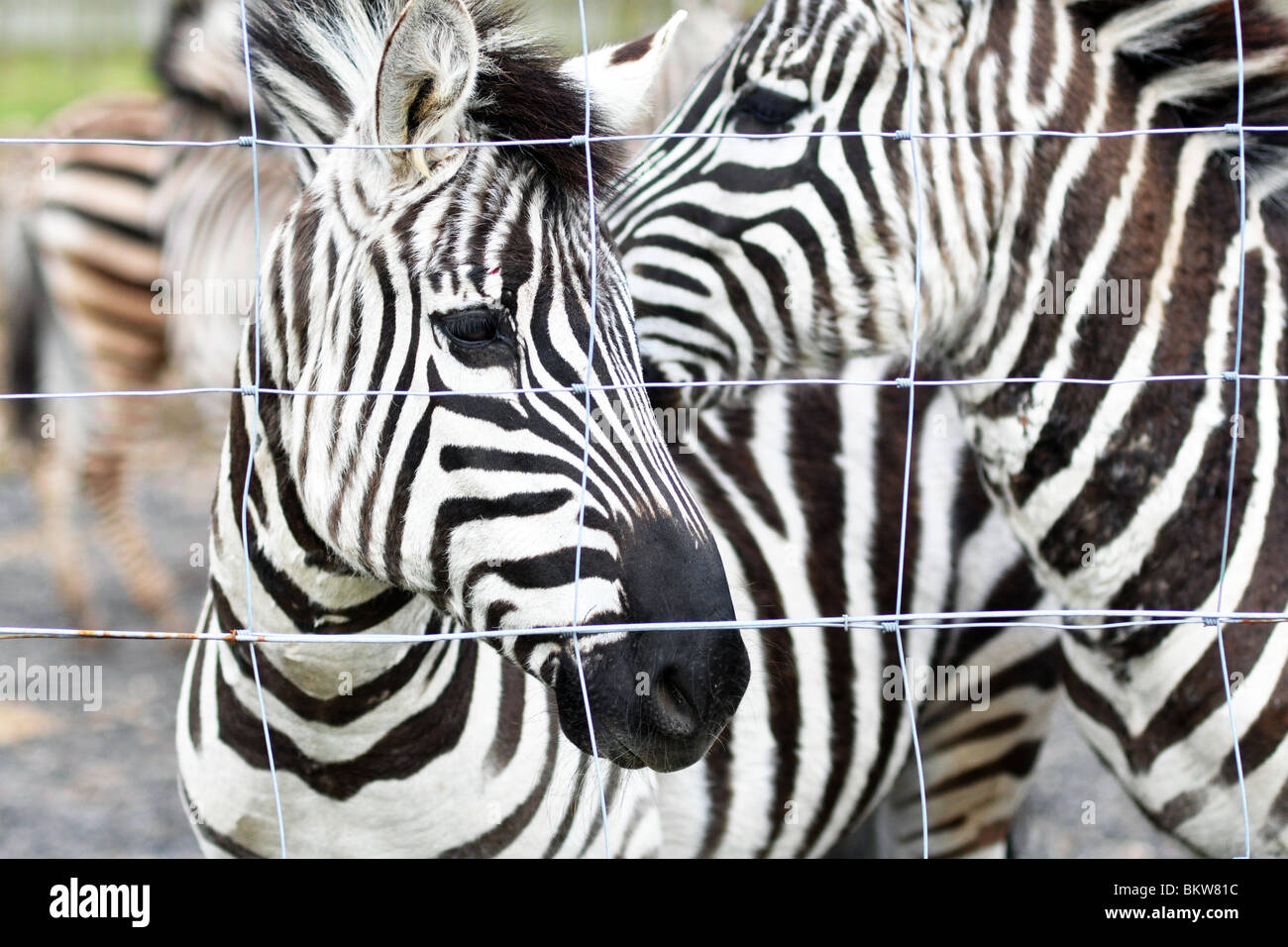 Zebras in captivity in a zoo, Scotland UK Stock Photo