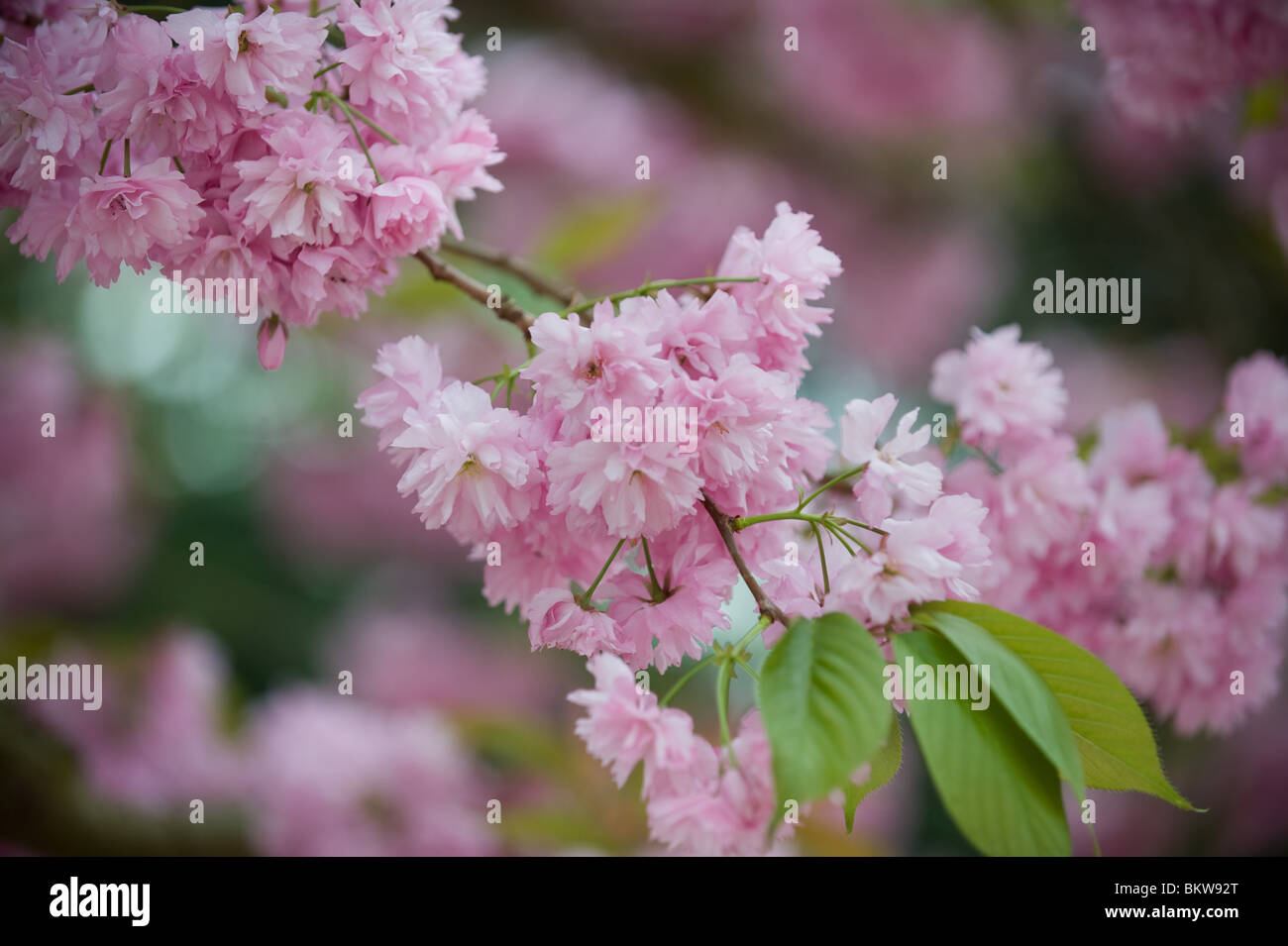 Pink Cherry blossom in May, Kew Gardens, London UK Stock Photo Alamy