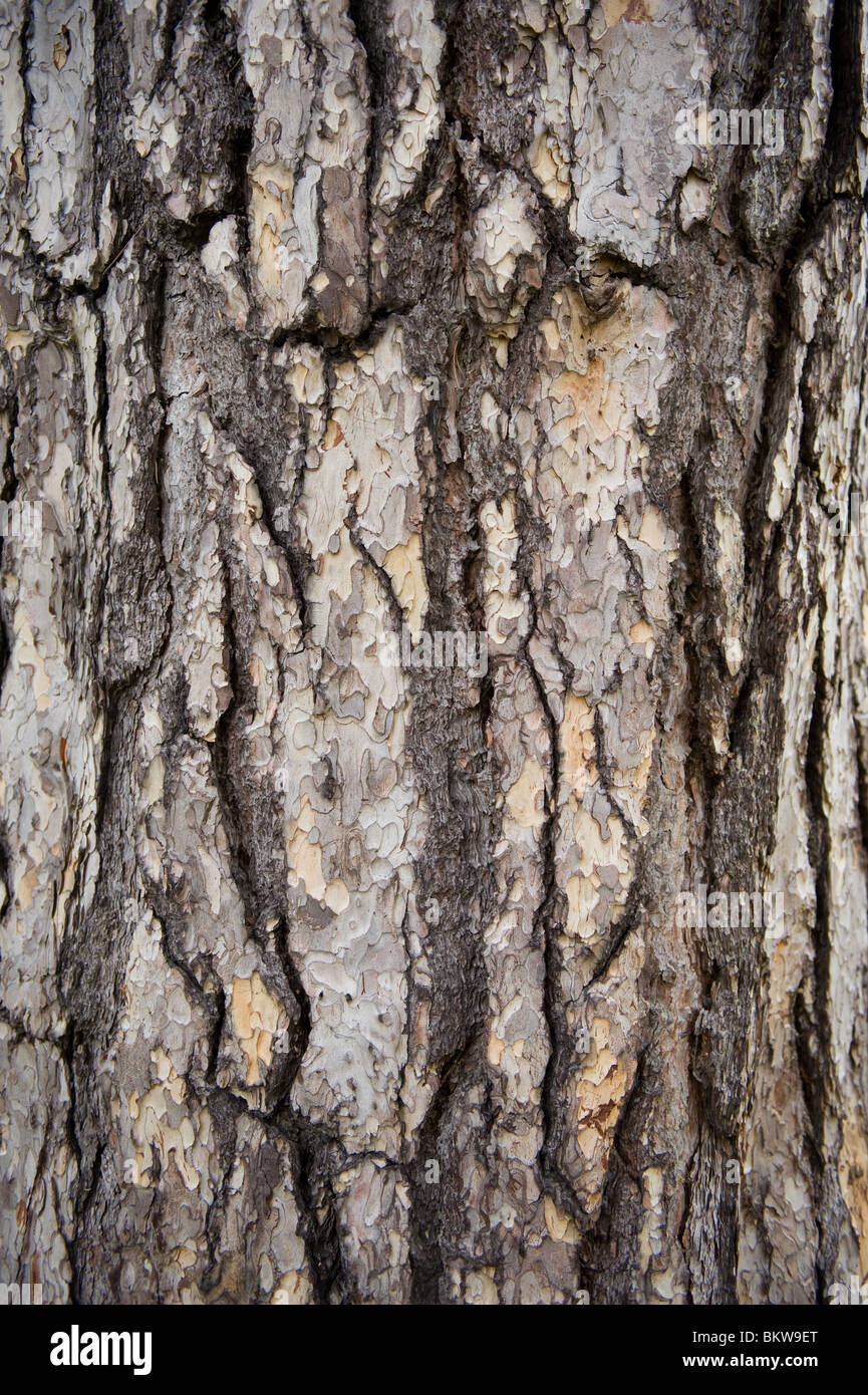Close up of the bark of an Austrian pine, Pinus Nigra with wonderful texture, UK Stock Photo