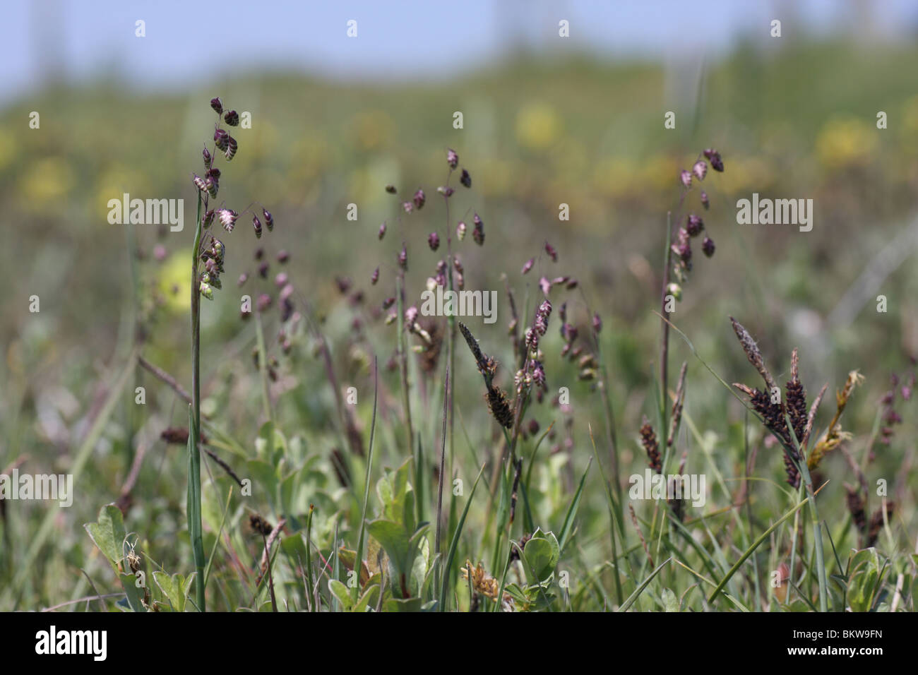 Bevertjes is een zeldzaam gras van vochtige tot droge, vaak kalkhoudende grond. Het zwaarteputn van de Nederlandse verspreiding ligt in de duinen, Zuid-Limburg en langs de grote rivieren. Door de kenmerkende platovale aartjes is het gras makkelijk te herk Stock Photo