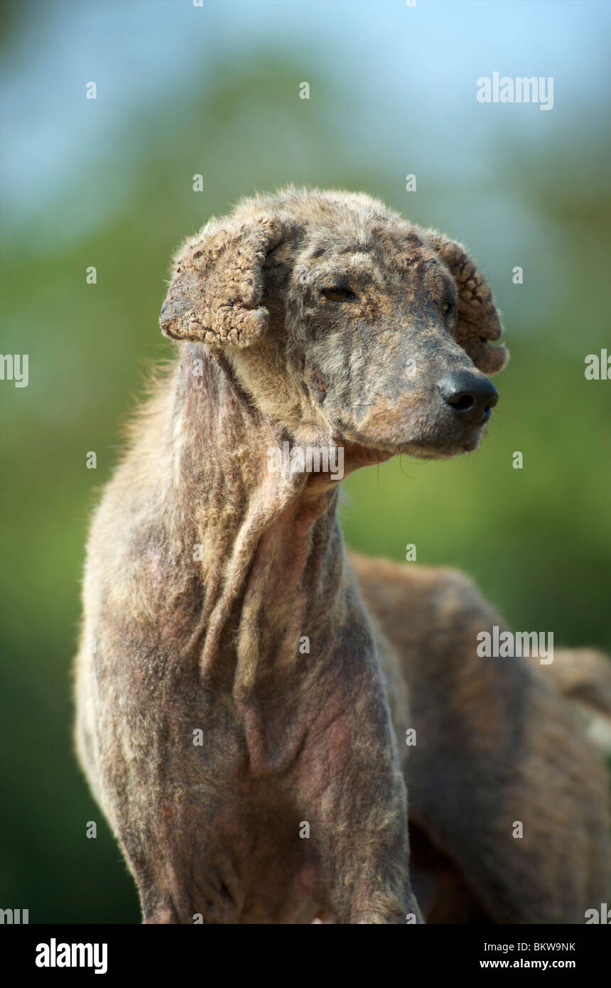 A dog suffering with with severe Sarcoptic mange. Stock Photo